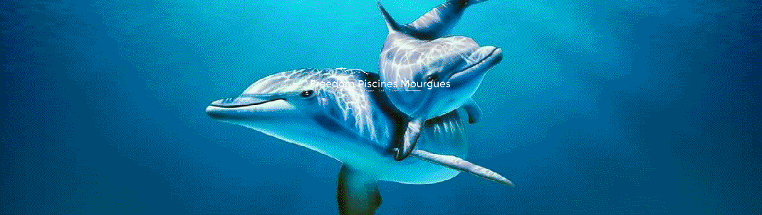 Freedom piscines mourgues un monde de liberté